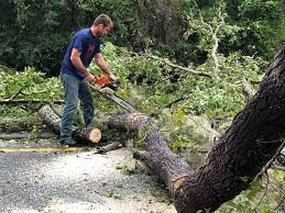 How Our Tree Care Process Works  in  Shenorock, NY